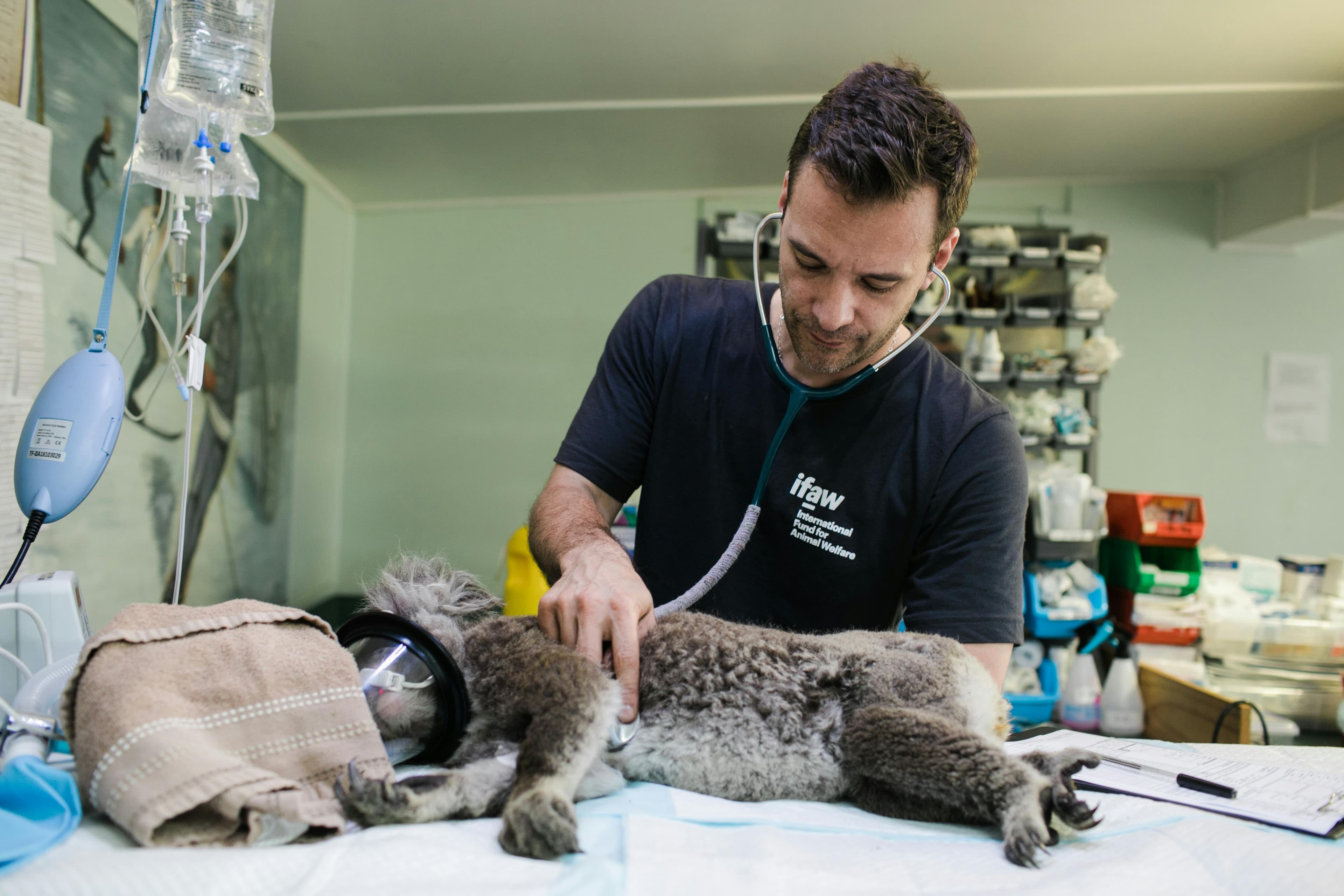 Veterinary professional caring for animals